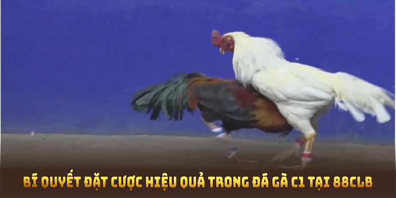 Bí quyết đặt cược hiệu quả trong Đá Gà C1 tại 88CLB